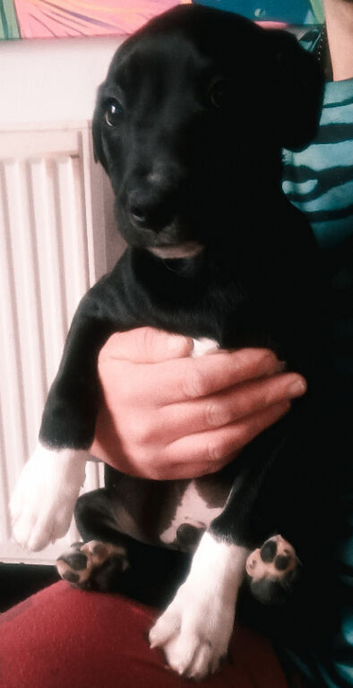 Puppy for sale/BOY