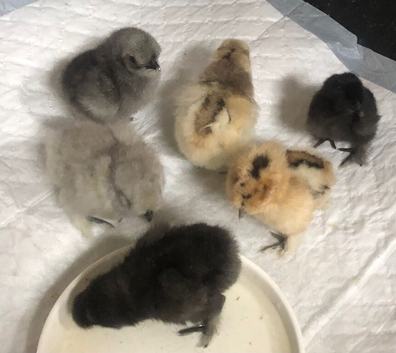 Silkie  chicks