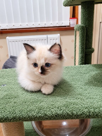 READY NOW GCCF registered Ragdoll kittens