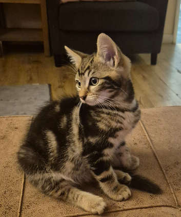 2 kittens ready for there forever homes