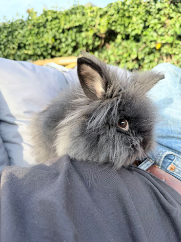 Lion head rabbit