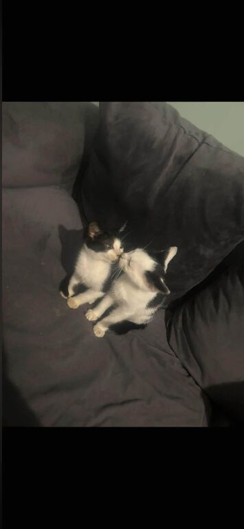 3 kittens 2 females 1 male