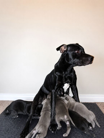 Beautiful staffy pups
