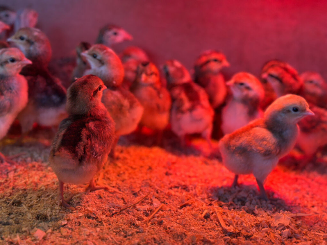 FREE CHICKS ! Hatched 20th July