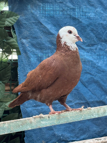 afghan pigeons