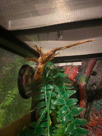 Juvenile crested gecko