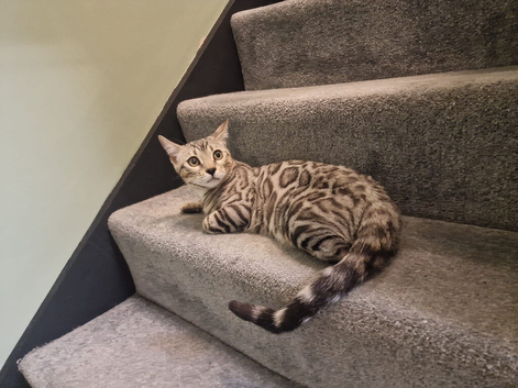 Beautiful silver female bengal