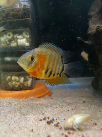Tropical fish / cichlids / angel / geophagus
