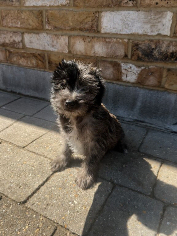 Beautiful Toy Jackapoo
