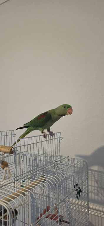 Alexandrine parrot Female with DNA sexed closed ring