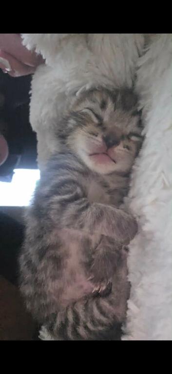 Female Kitten ready 18th march
