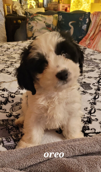 Cockerpoo boy ready now