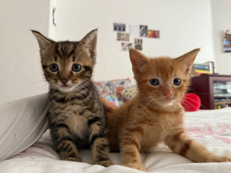 2 kittens ( you can get one as well