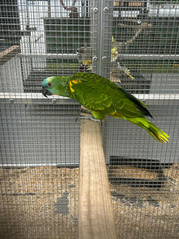 Hand Reared Baby Blue Fronted Amazons