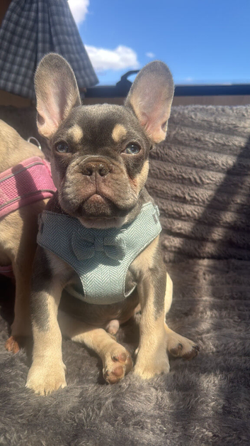 Frenchie