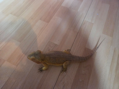 Red bearded dragon and viv