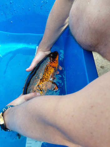 2 large carp for sale