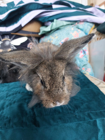 Male lionhead mix breed rabbit