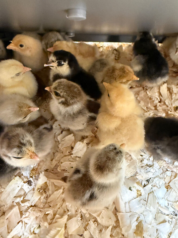 Pekin bantam 3 week olds