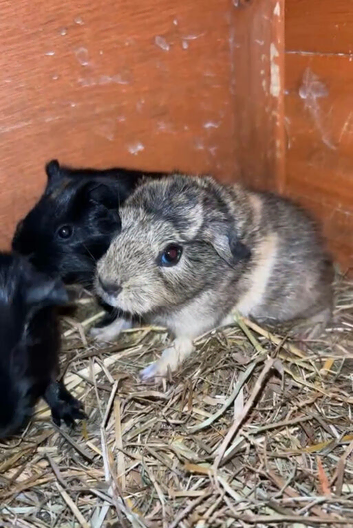 Baby guinea pigs for sale