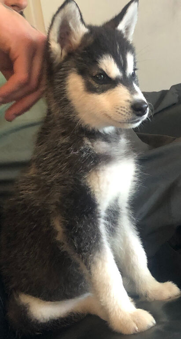 2 beautiful husky puppies