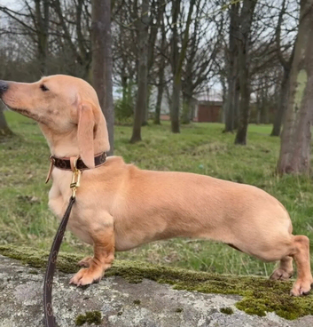 Kc reg miniature dachshund cream female