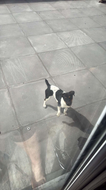Miniature Jack Russell girl 8 months old