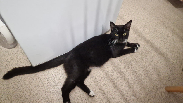 Half maine coon female, ip3  please read description