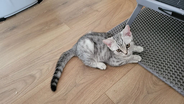 British  Shorthair  girl