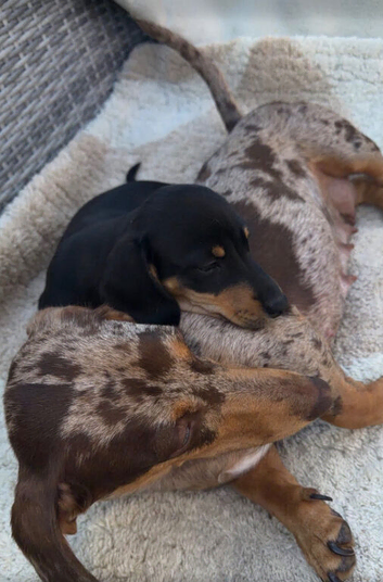3 dash hounds available now