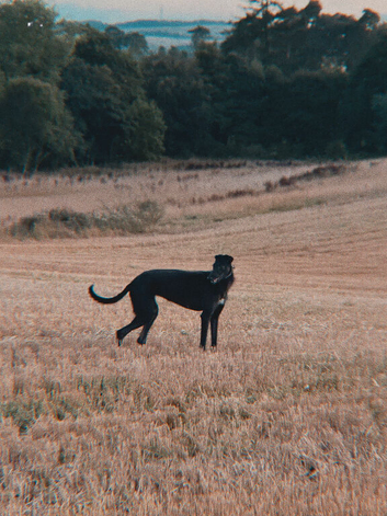 greyhound girl