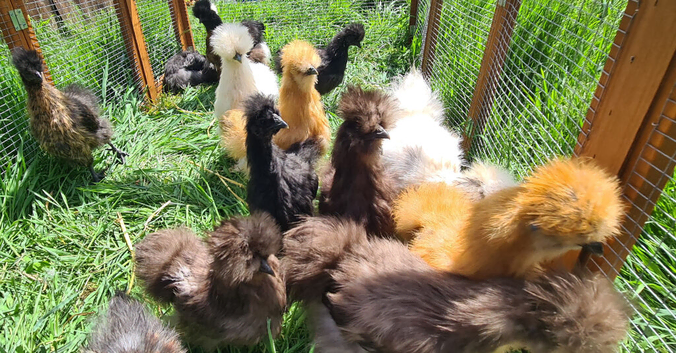 Silkie pullets for sale