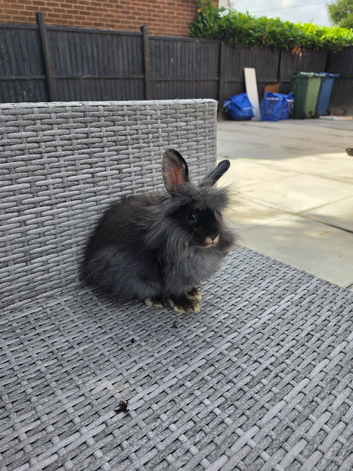 Black otter double mane lionhead