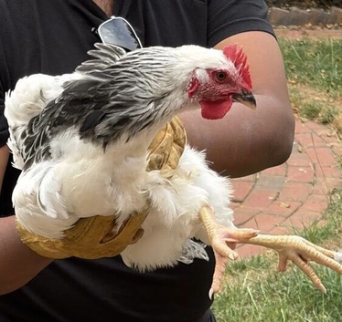14wk Sussex cockerel