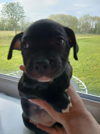3 beautiful girls ready for forever homes
