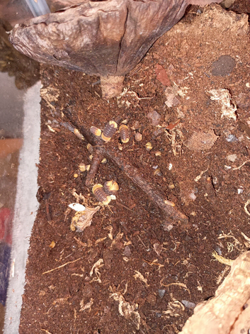 Rubber duckie isopods