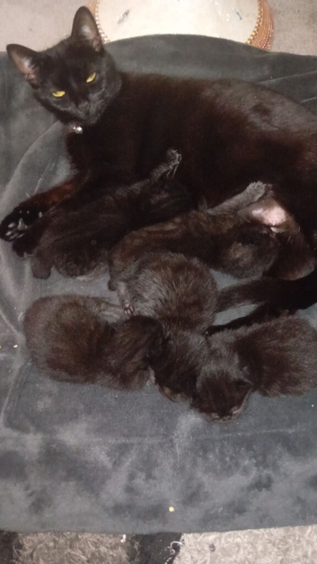 5 cross persian kittens