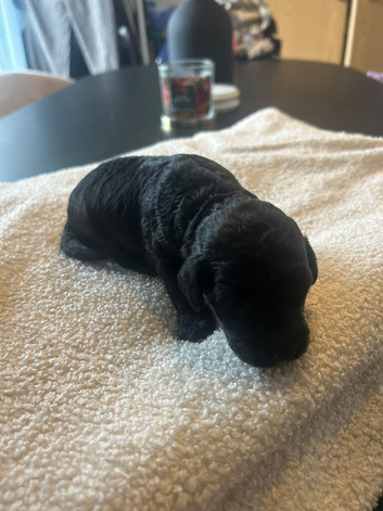Cockapoo Puppies