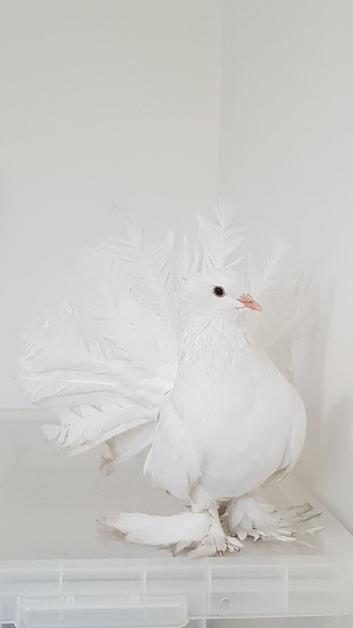 Massive Indian Fantail male. Sale or SWAP.