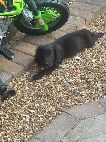Cocker spaniel boy