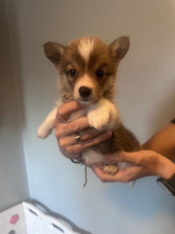 Beautiful Pembroke Welsh Corgi Puppies &ndash; Ready Soon