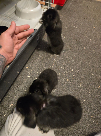 3 baby mini lop rabbits for sale