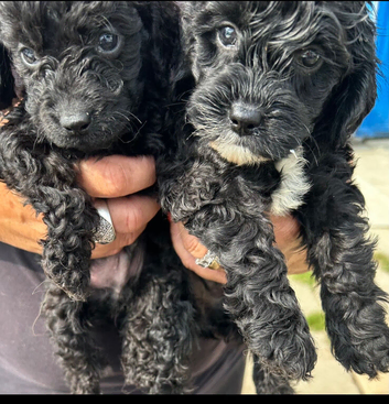 3 Beautiful Boy Cockapoos