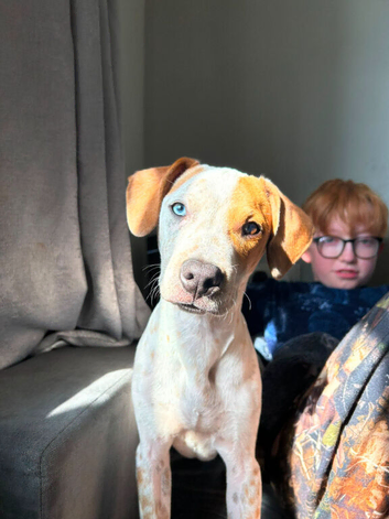 8 month old cross