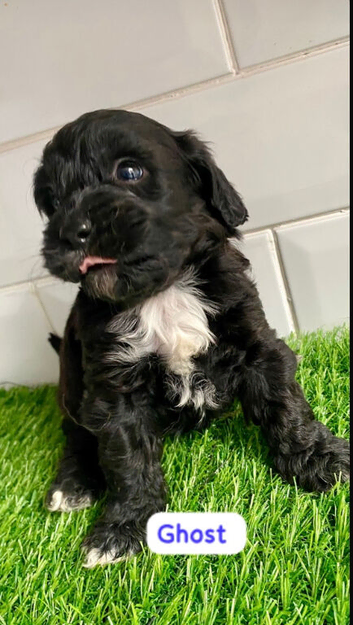 F1 toy health tested cavapoos ready for new home