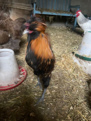 Frizzle/ polish frizzle cockerels
