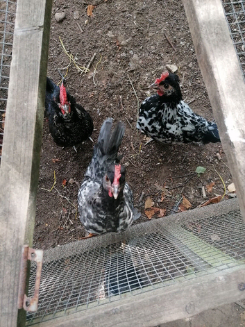Bantam chicks