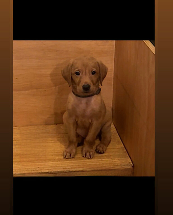 ️7 foxred Labrador puppies️