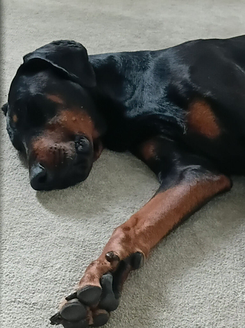 Male dobermann