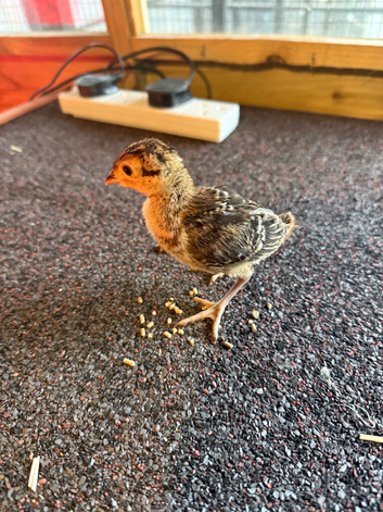 Ringneck pheasant chicks